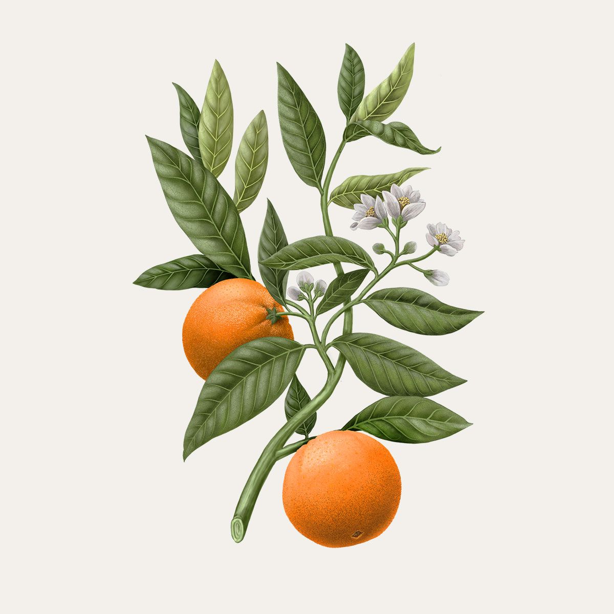 Orange Blossom Botanical palets